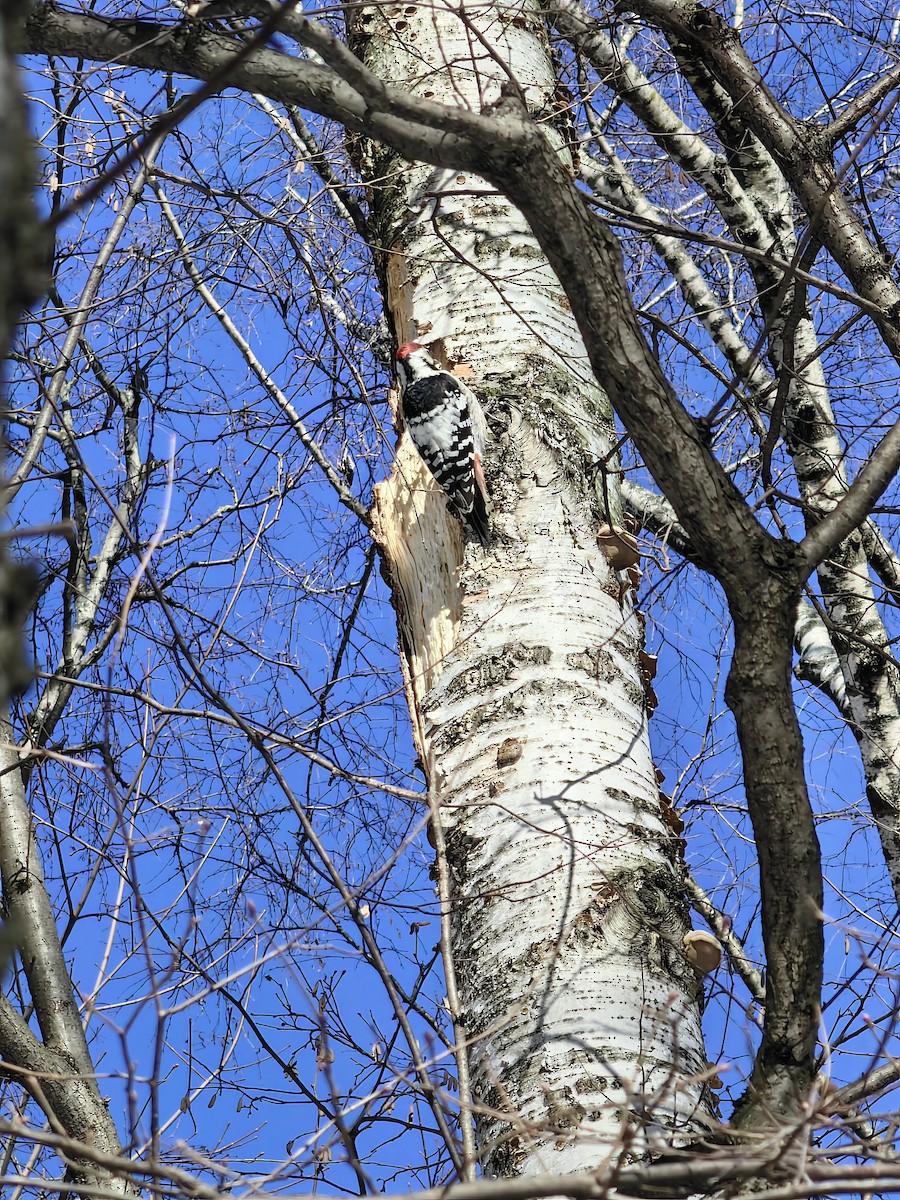 White-backed Woodpecker - ML615945111