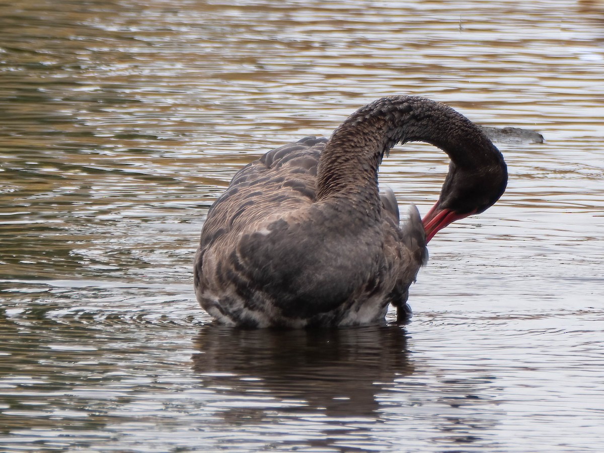 Black Swan - Jan Lile