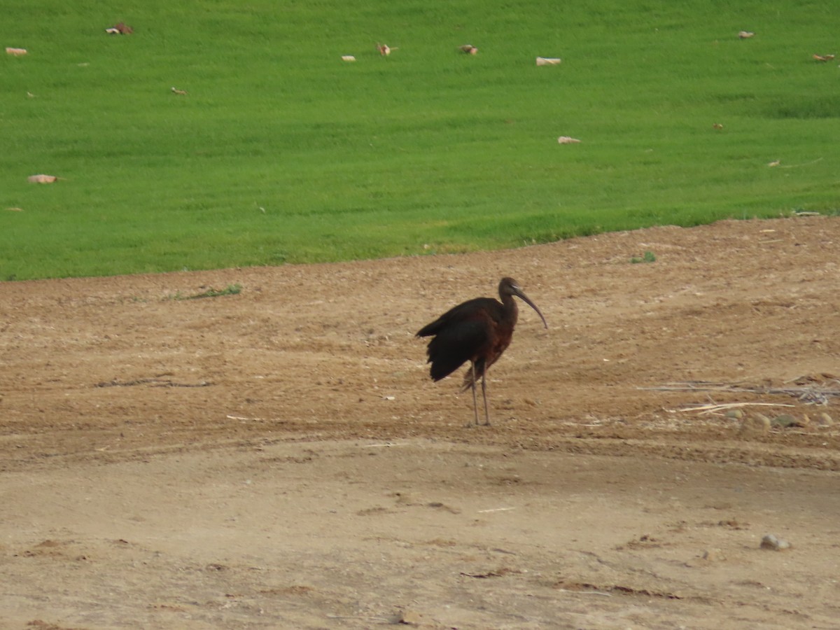 ibis hnědý - ML615945239