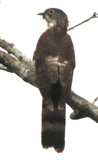 Hodgson's Hawk-Cuckoo - ML615945281