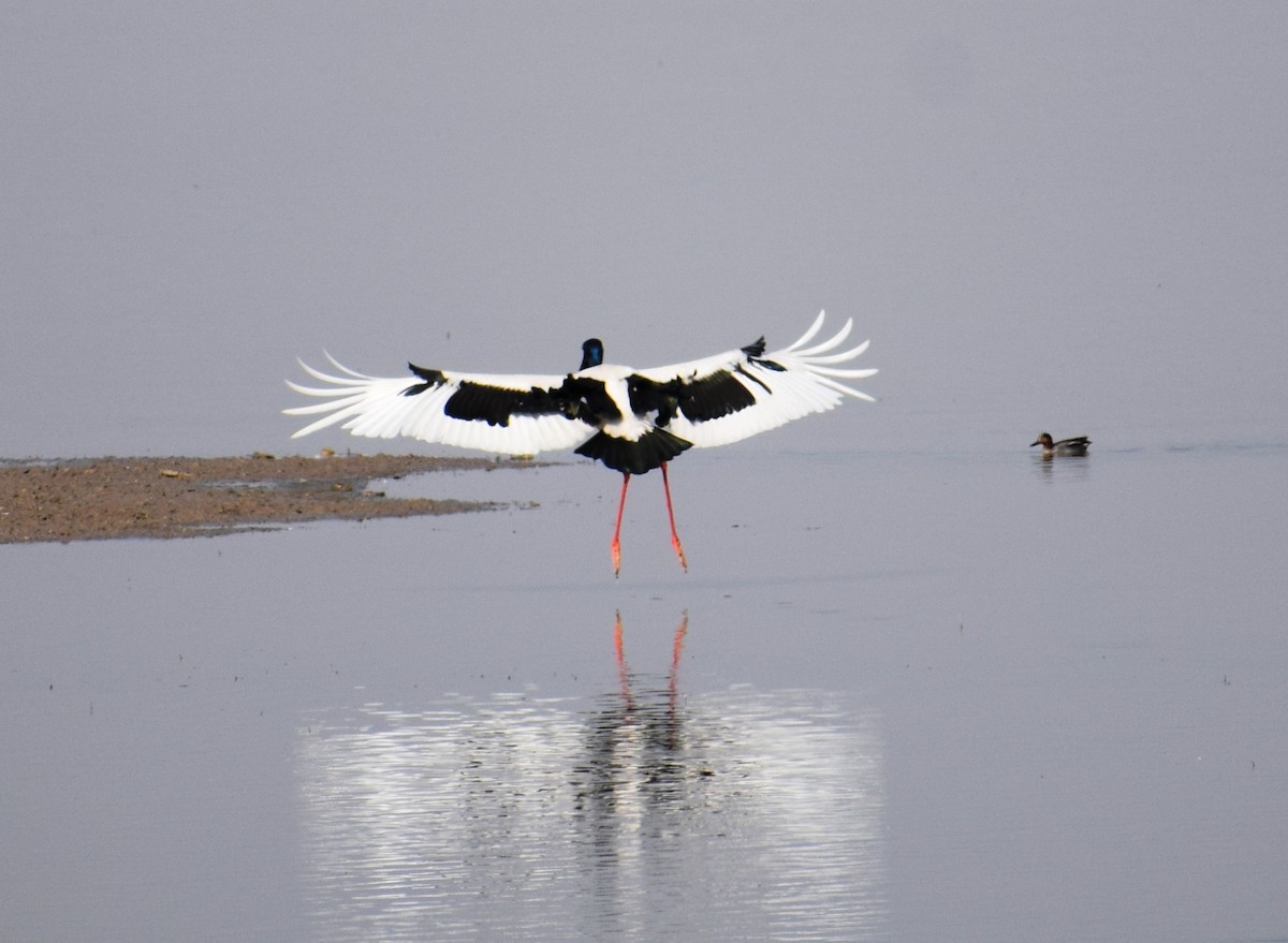 Black-necked Stork - ML615945441