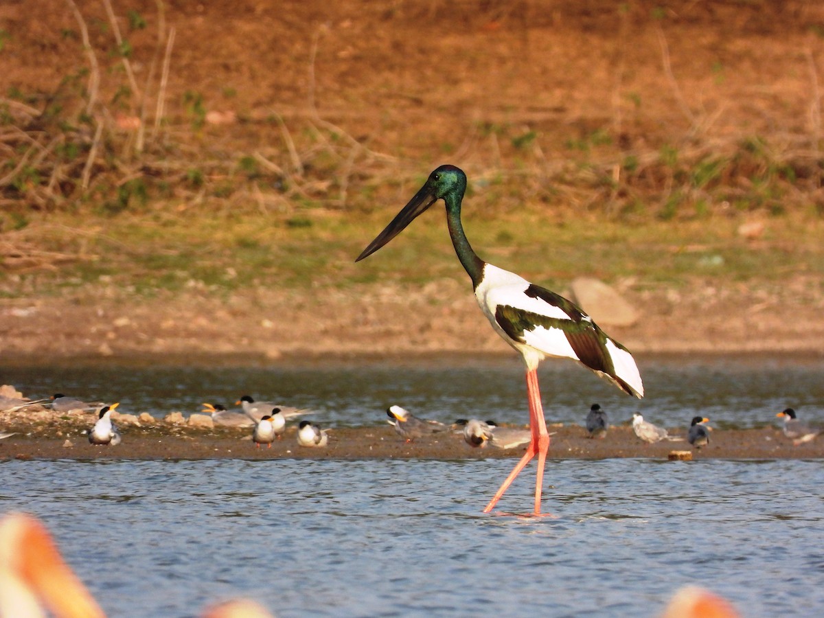 Black-necked Stork - Vivek Sharma