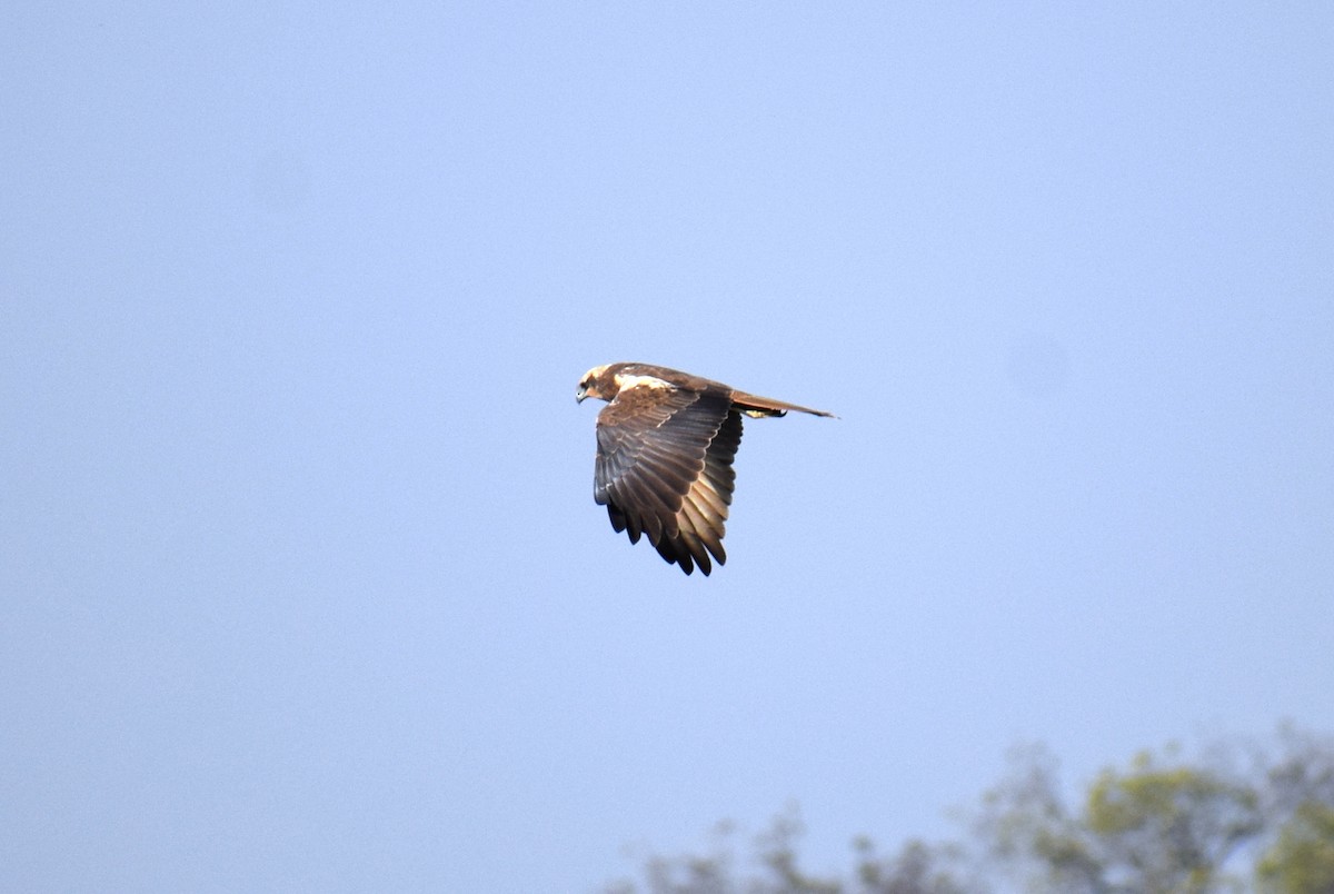 Western Marsh Harrier - Vivek Sharma