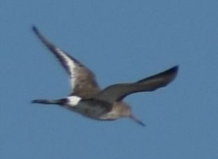 Black-tailed Godwit - ML615945493