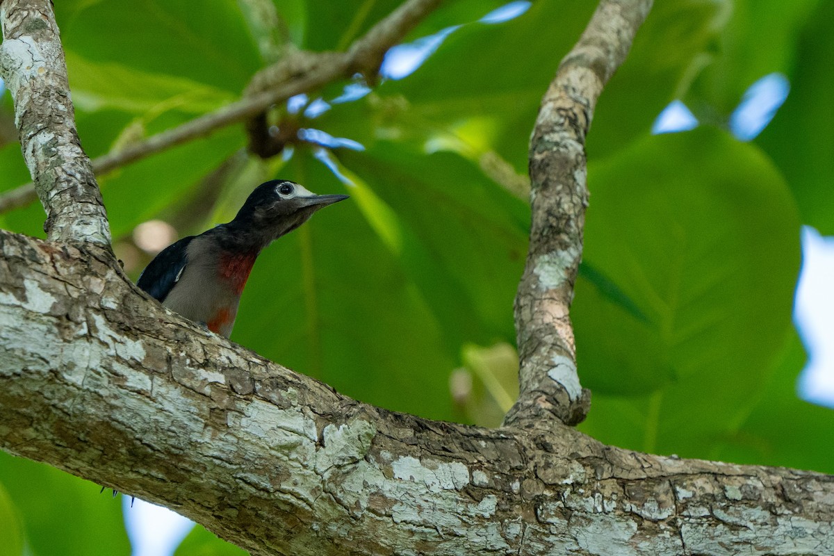 Puerto Rican Woodpecker - ML615945531