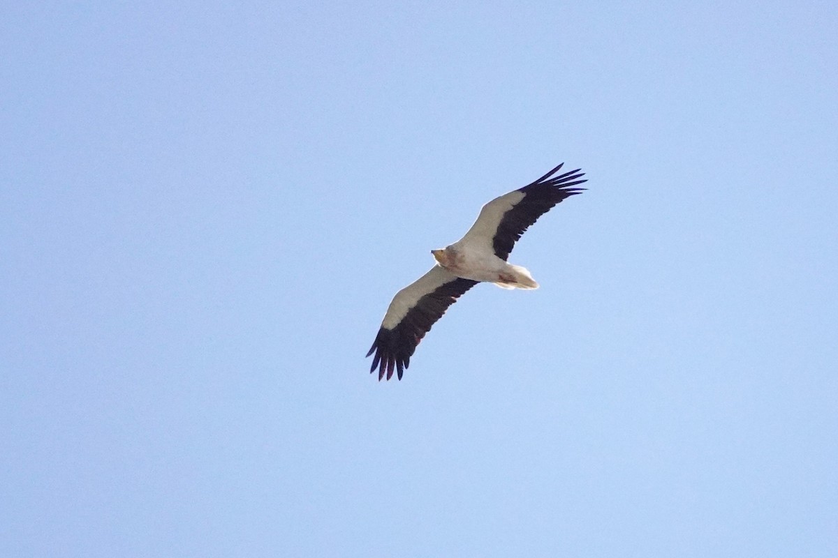 Egyptian Vulture - ML615945589