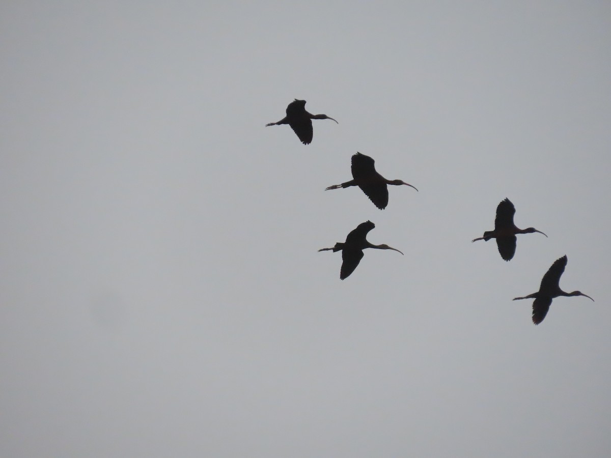 ibis hnědý - ML615945637