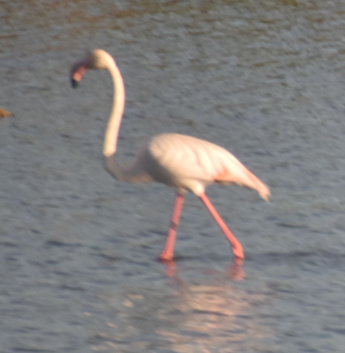 Greater Flamingo - ML615945745