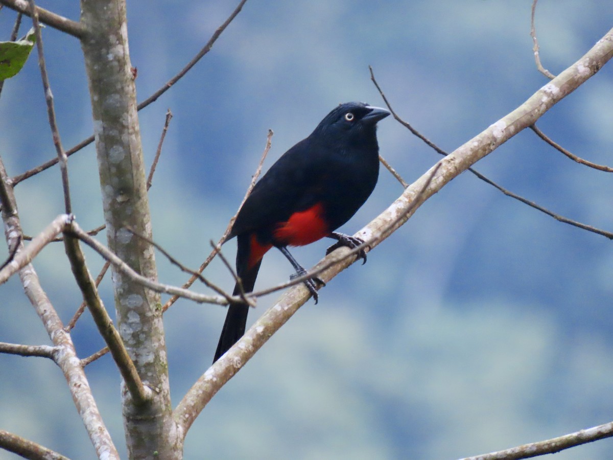 Red-bellied Grackle - ML615945747