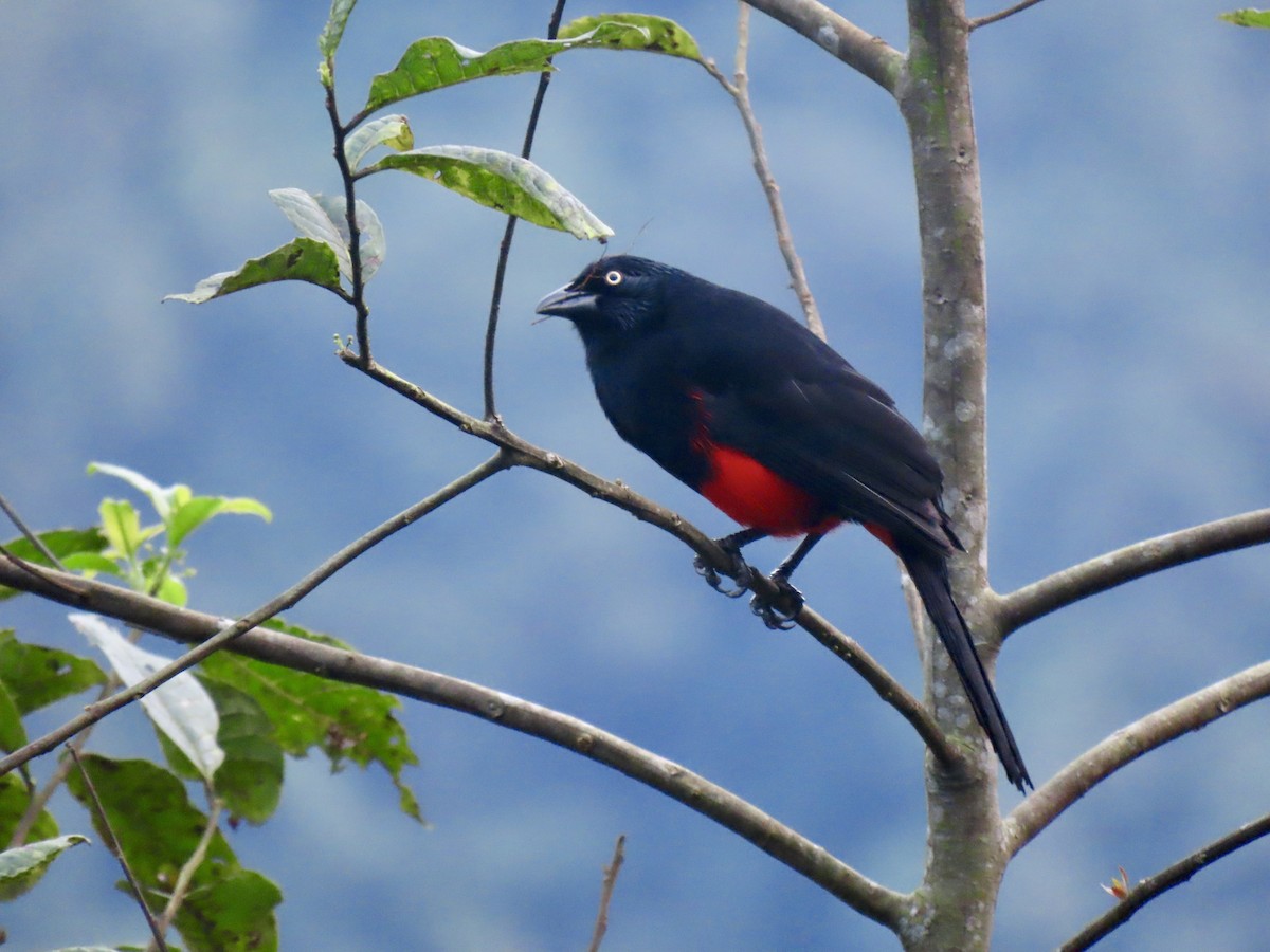 Red-bellied Grackle - ML615945749