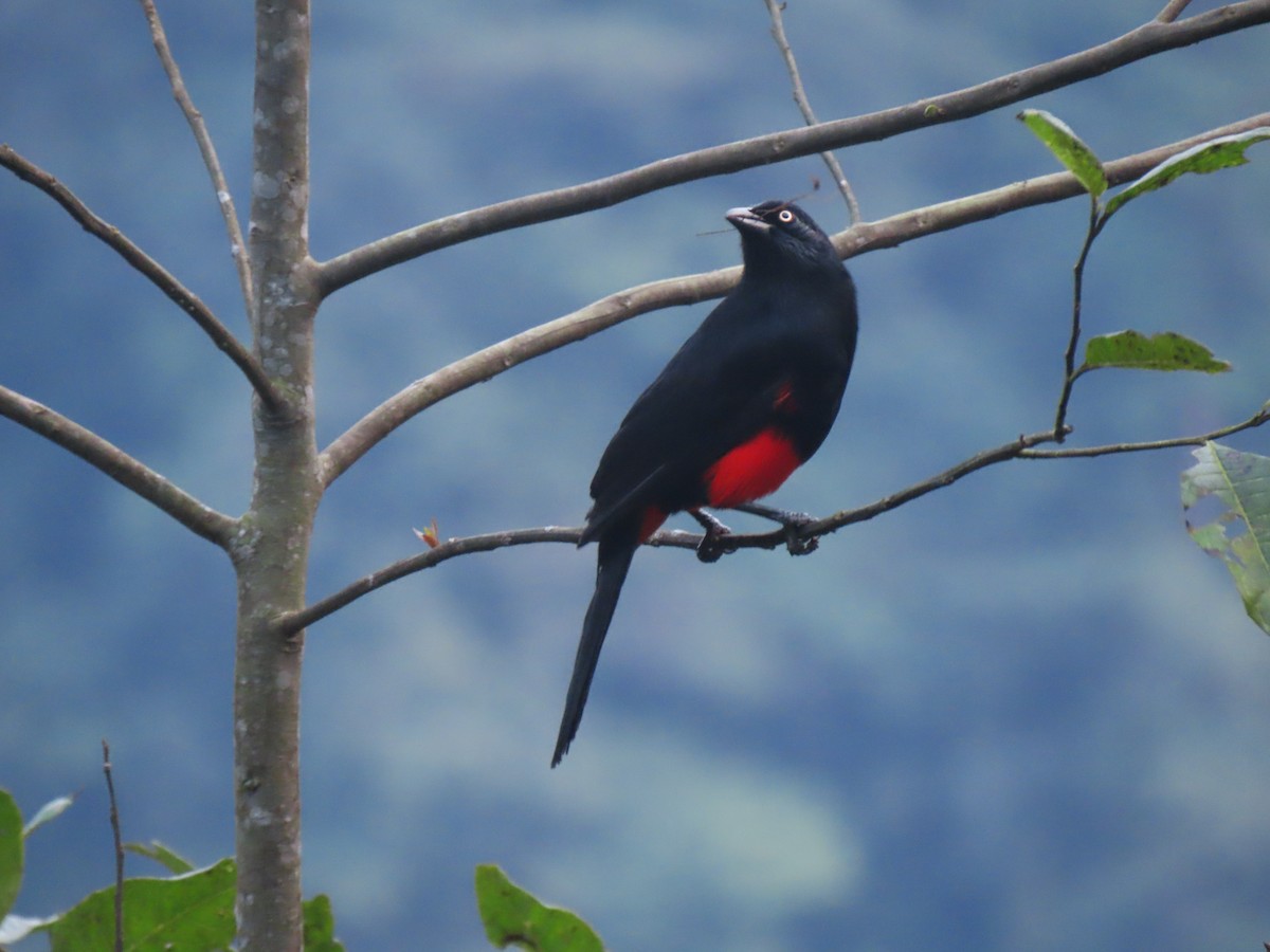 Red-bellied Grackle - ML615945750