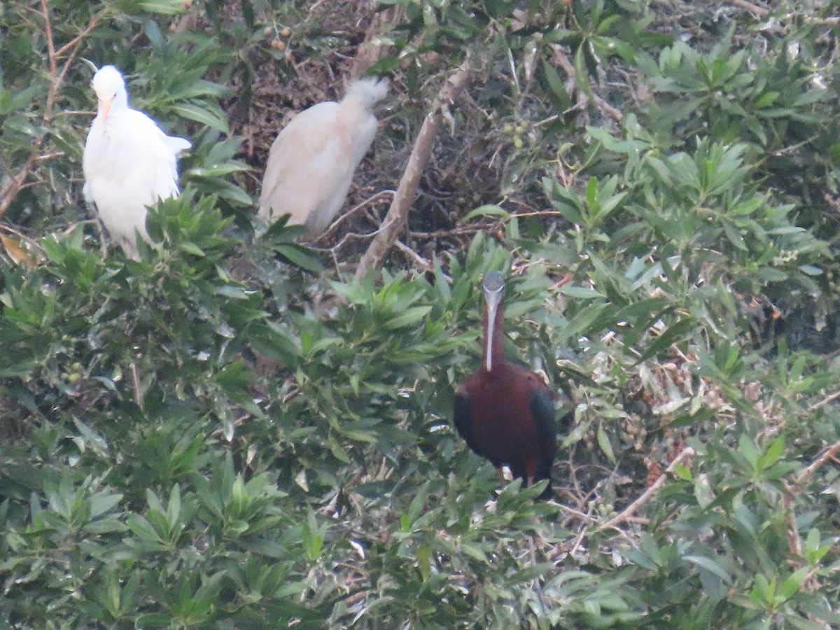 ibis hnědý - ML615945775