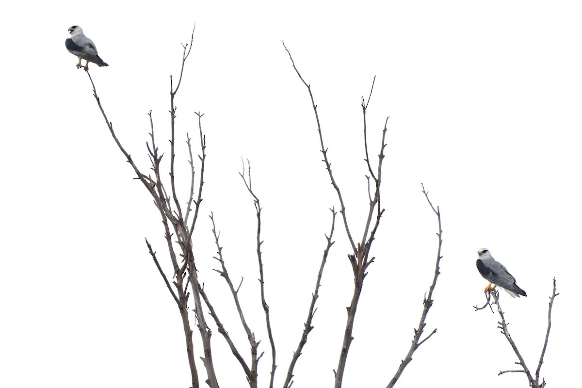 Black-winged Kite (Asian) - ML615945781