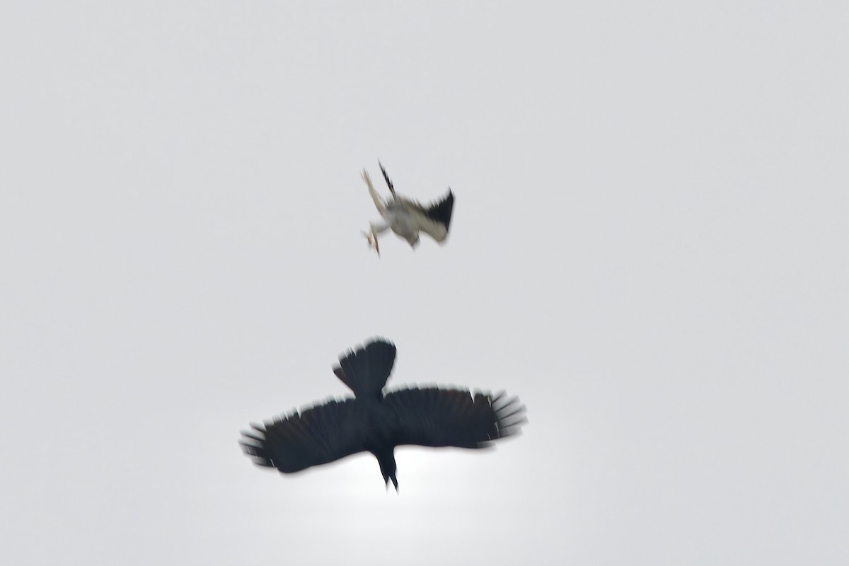 Black-winged Kite (Asian) - ML615945784
