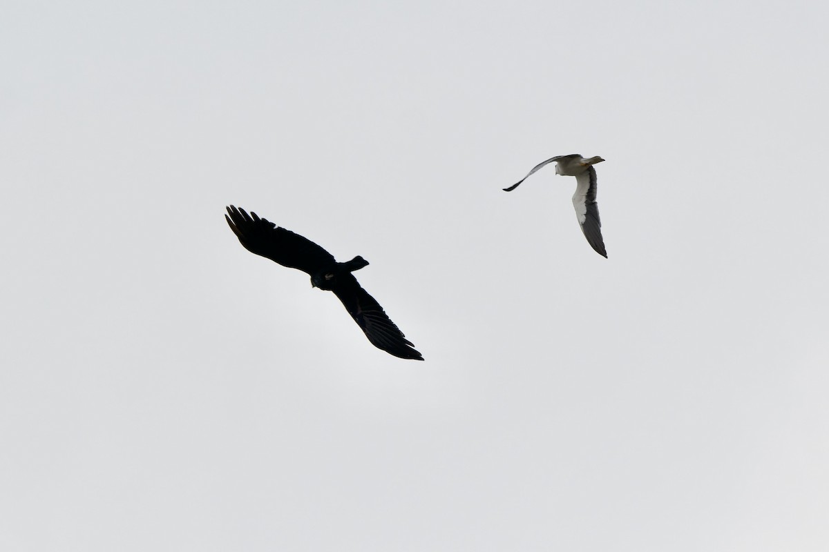 Black-winged Kite (Asian) - ML615945787