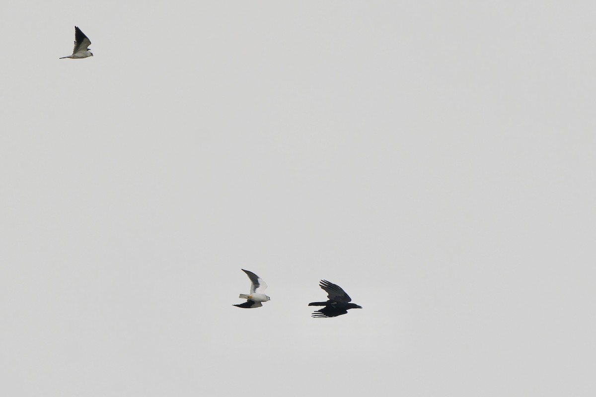 Black-winged Kite (Asian) - ML615945791