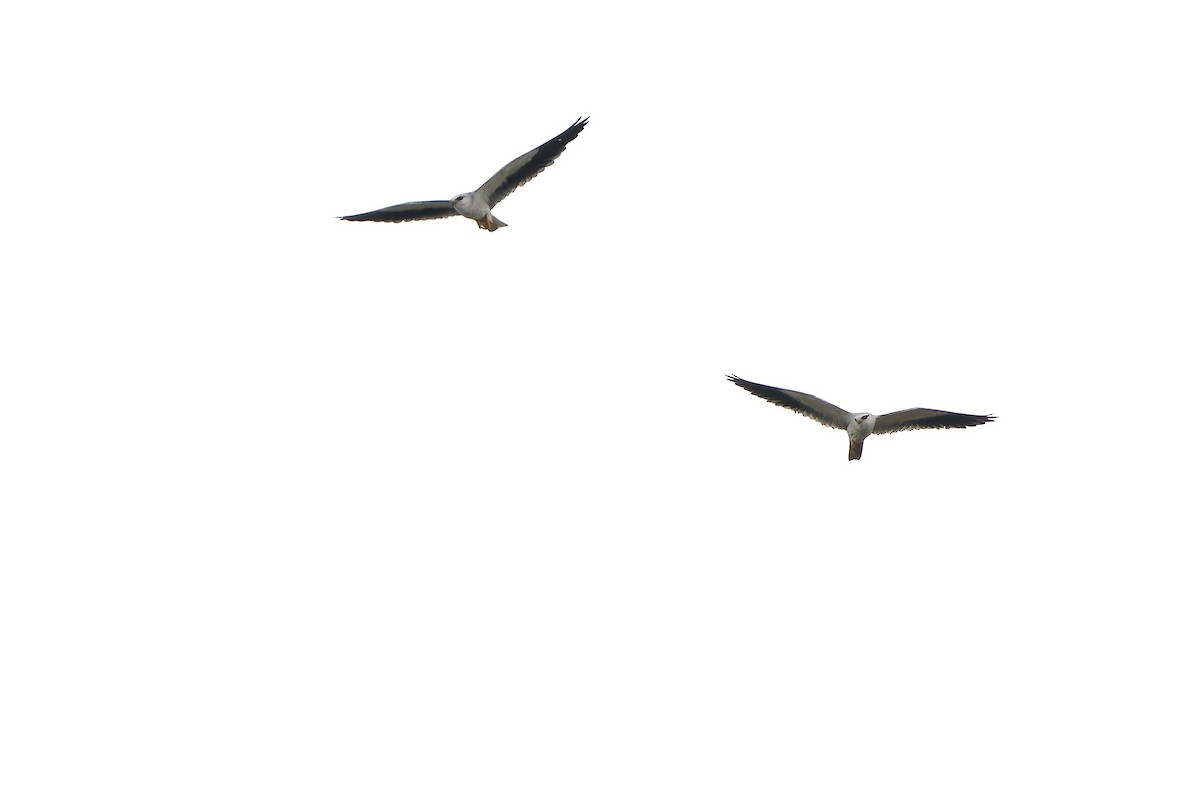 Black-winged Kite (Asian) - ML615945792
