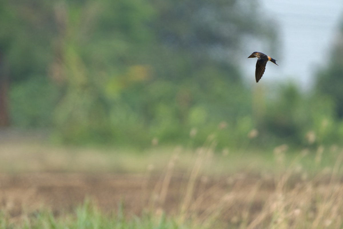 Red-rumped Swallow (Red-rumped) - ML615945797