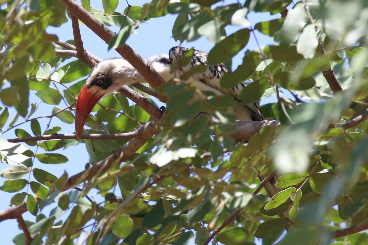 Tanzanian Red-billed Hornbill - ML615945856