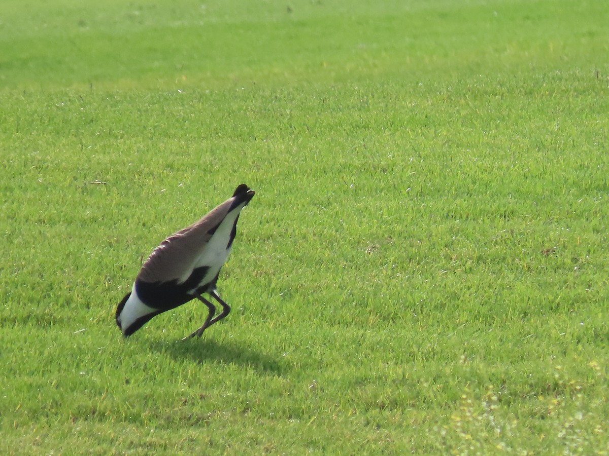 Spur-winged Lapwing - ML615945886