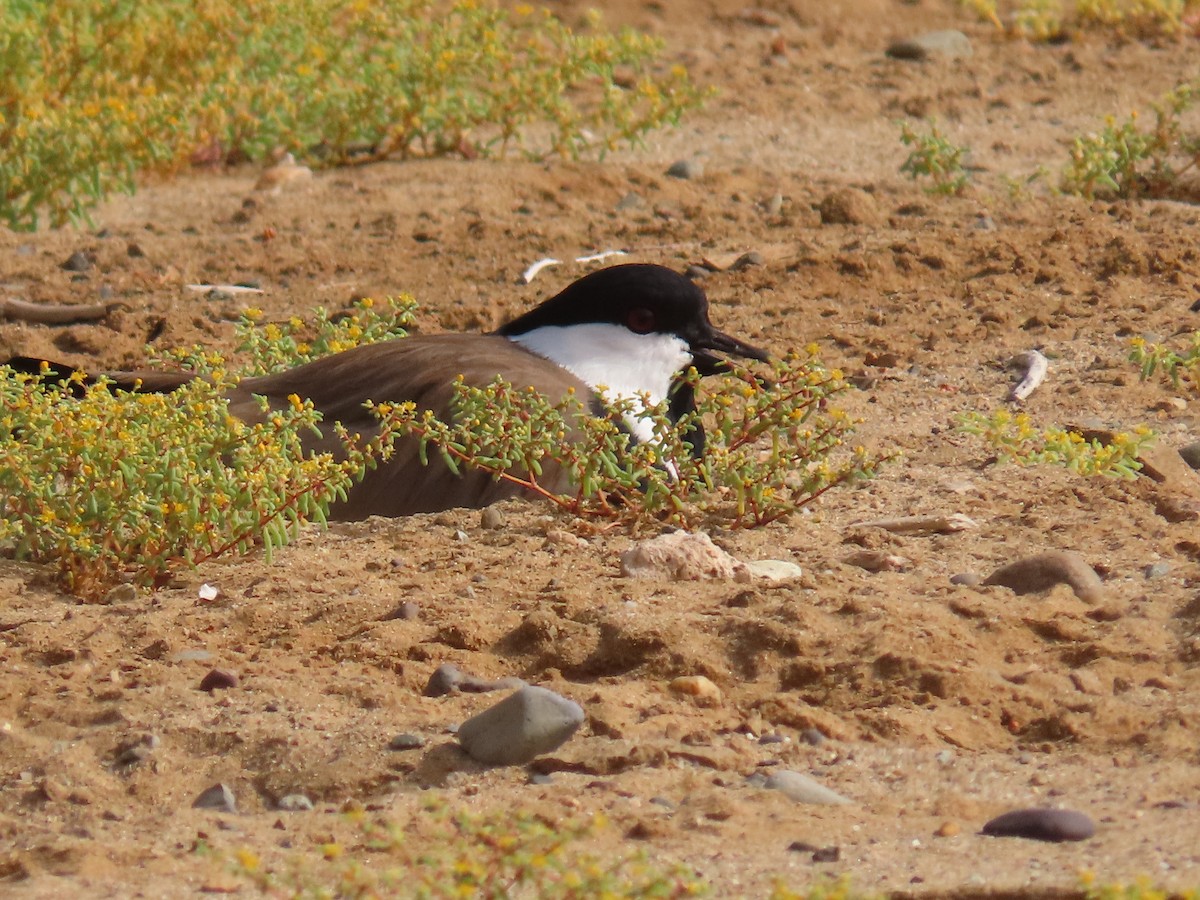 Spur-winged Lapwing - ML615945887