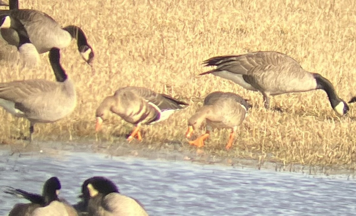 Greater White-fronted Goose - ML615945897