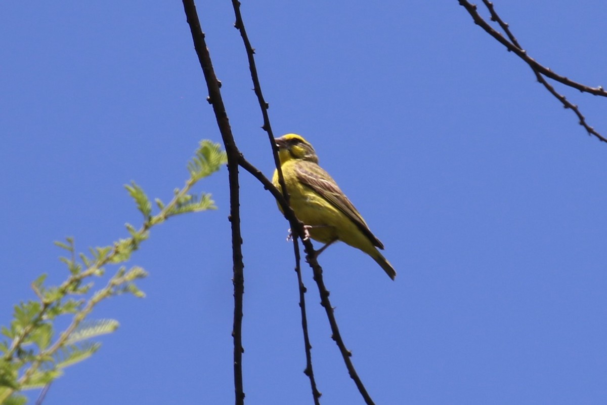Yellow-fronted Canary - ML615946013