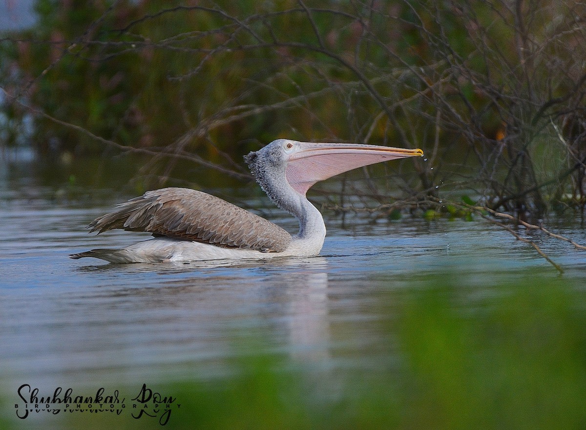Spot-billed Pelican - Shubhankar Roy