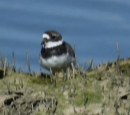 Common Ringed Plover - ML615946291