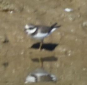 Common Ringed Plover - ML615946292