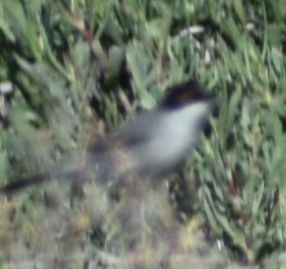 Sardinian Warbler - ML615946311