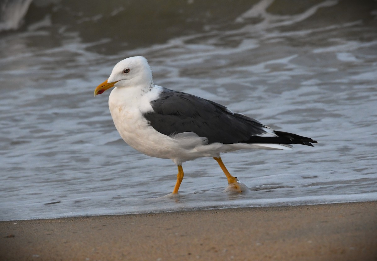 Lesser Black-backed Gull - mathew thekkethala