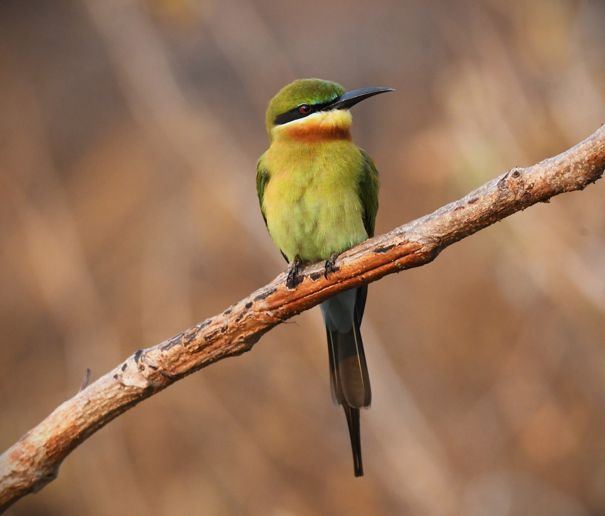 Blue-tailed Bee-eater - ML615946355