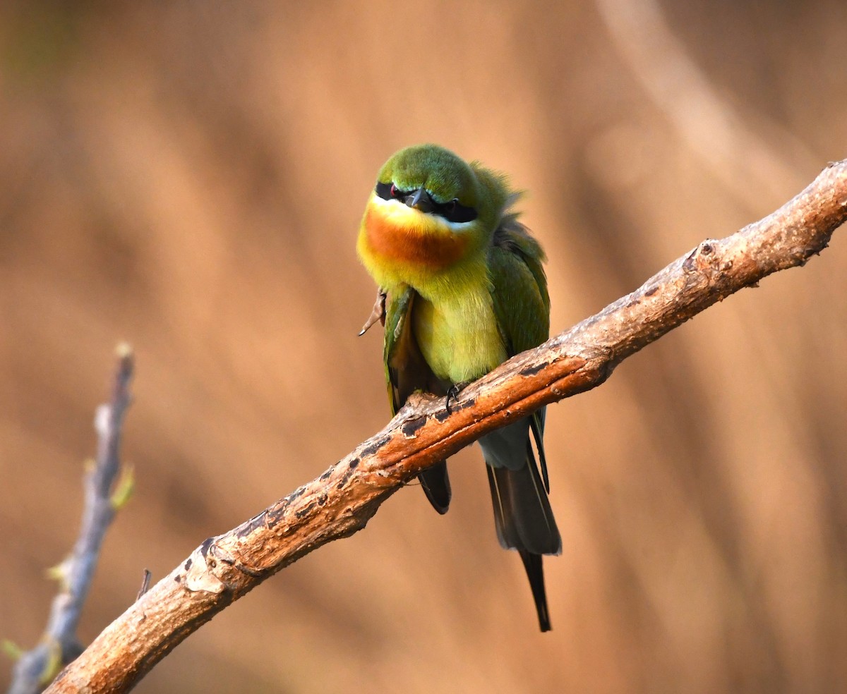 Blue-tailed Bee-eater - mathew thekkethala