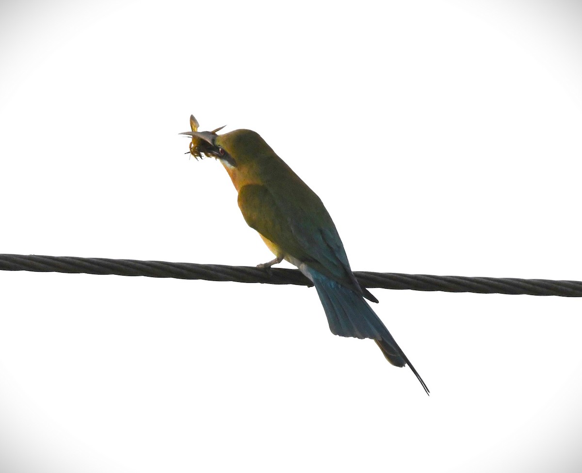 Blue-tailed Bee-eater - ML615946539