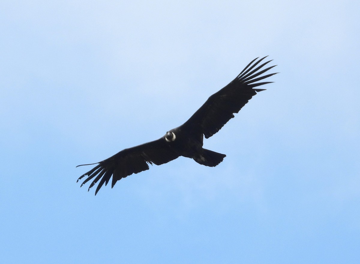 Andean Condor - ML615947093