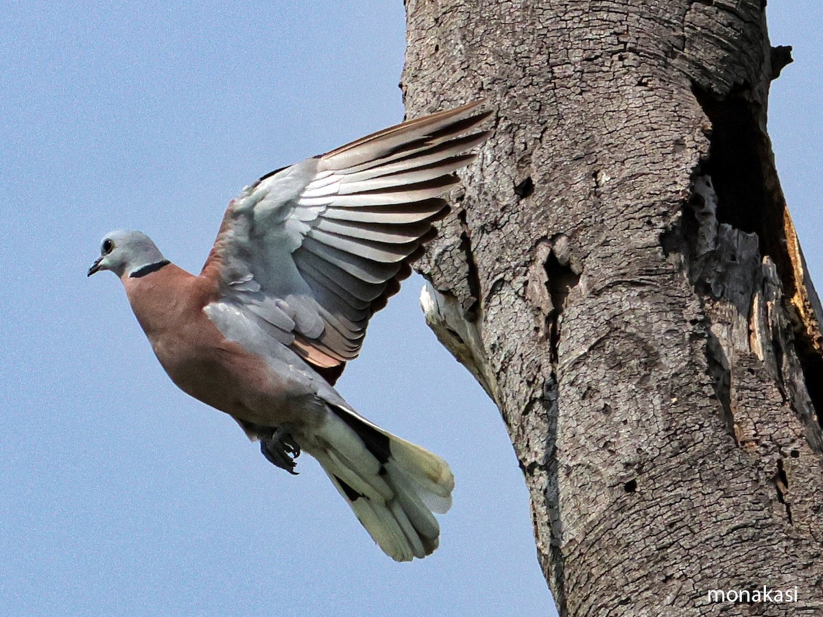 Red Collared-Dove - ML615947138