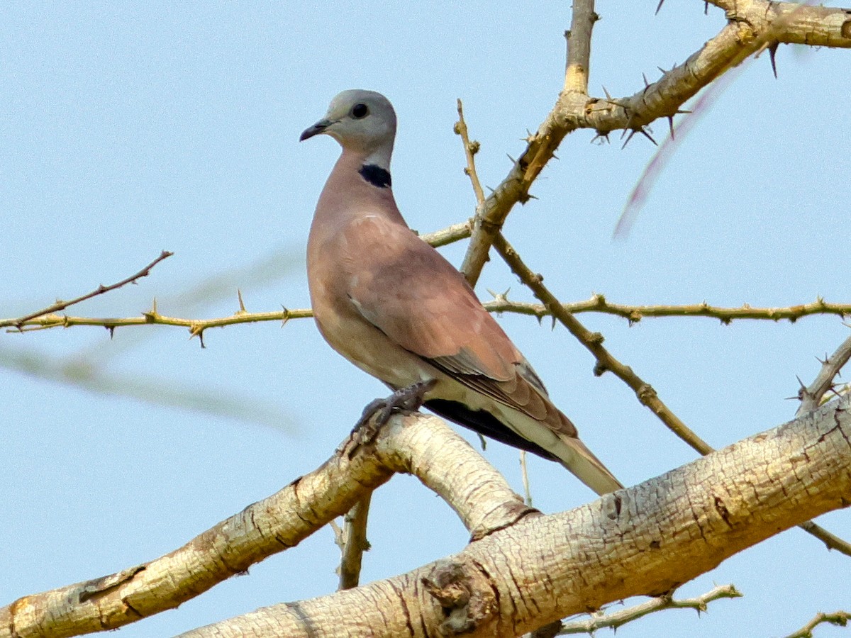 Red Collared-Dove - ML615947139