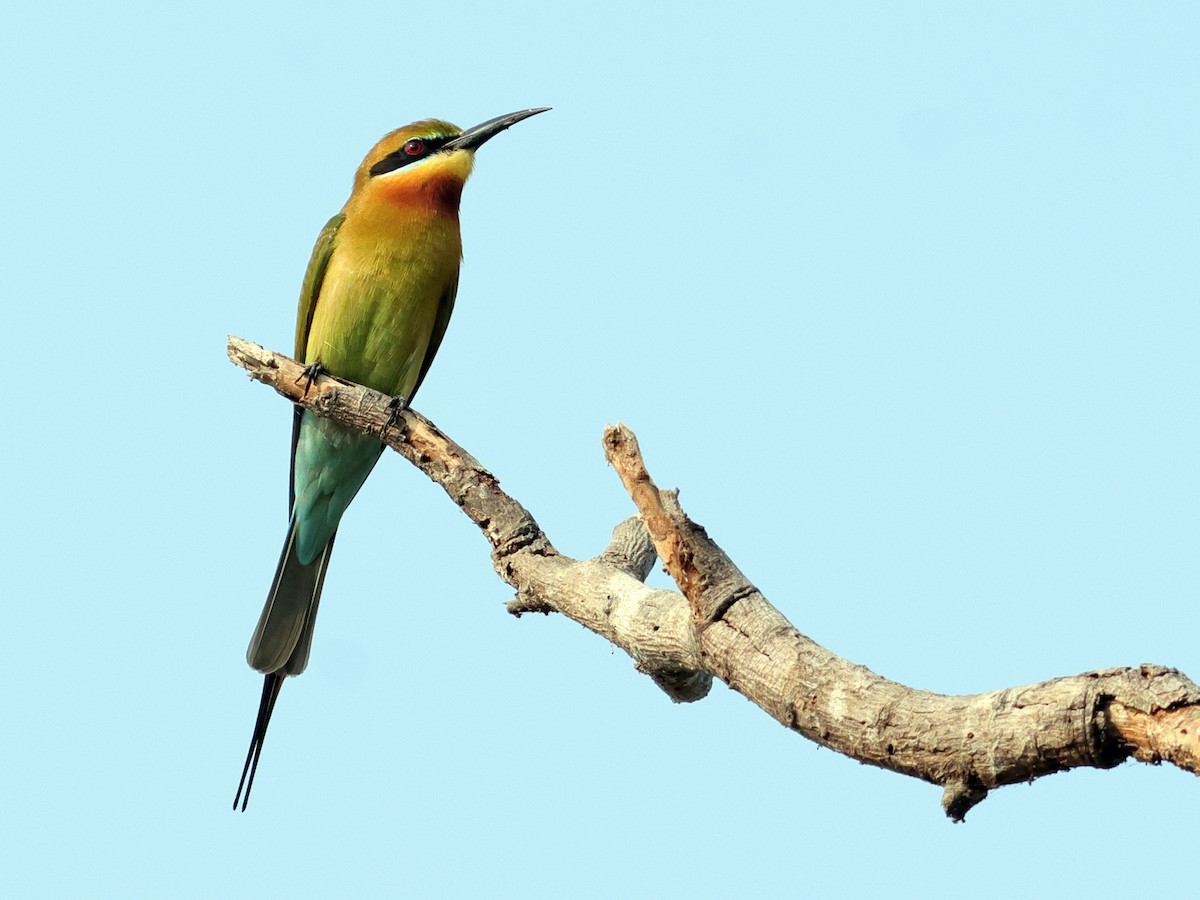 Blue-tailed Bee-eater - ML615947147