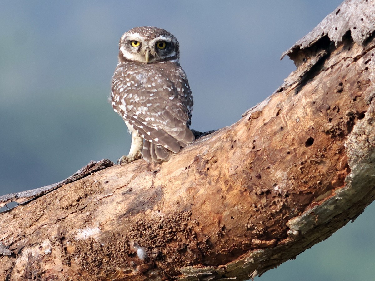 Spotted Owlet - Kasiviswanathan A
