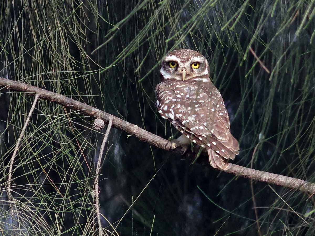 Spotted Owlet - ML615947273