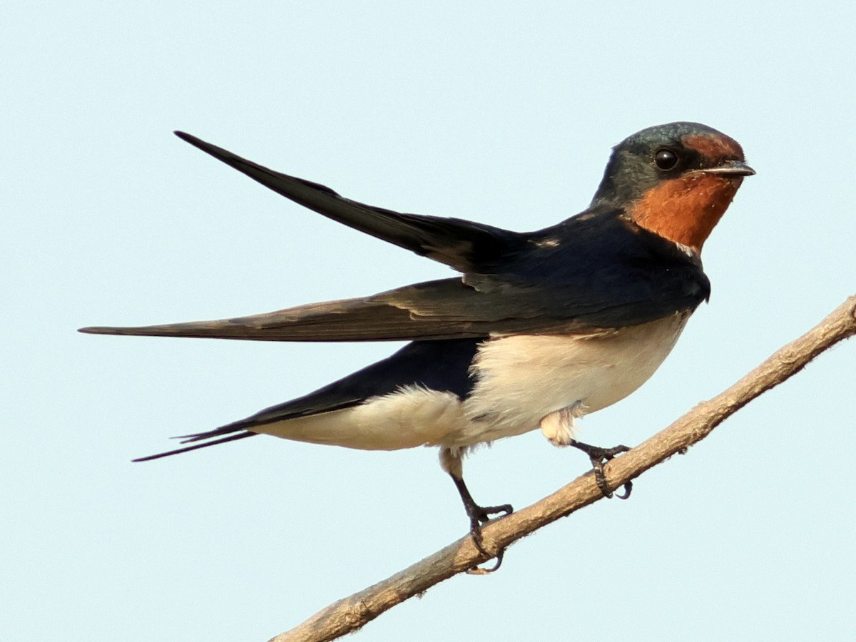 Barn Swallow - ML615947291