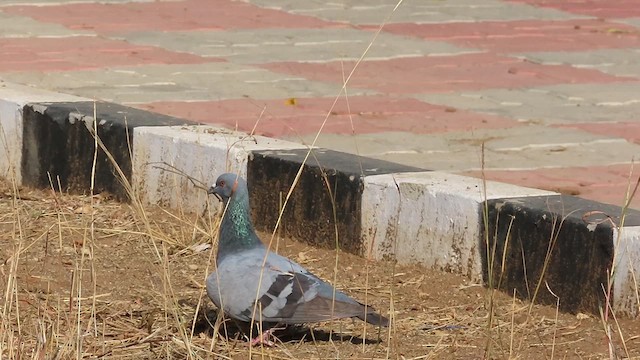 Rock Pigeon (Feral Pigeon) - ML615947470