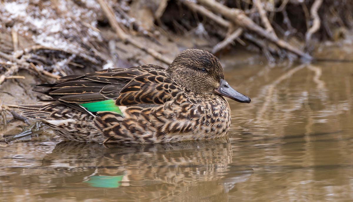 Green-winged Teal - ML615947557