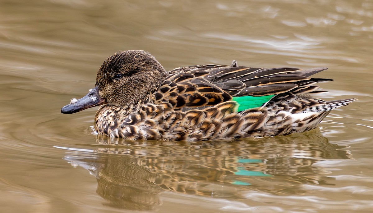 Green-winged Teal - ML615947558