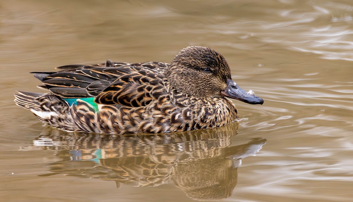 Green-winged Teal - ML615947559