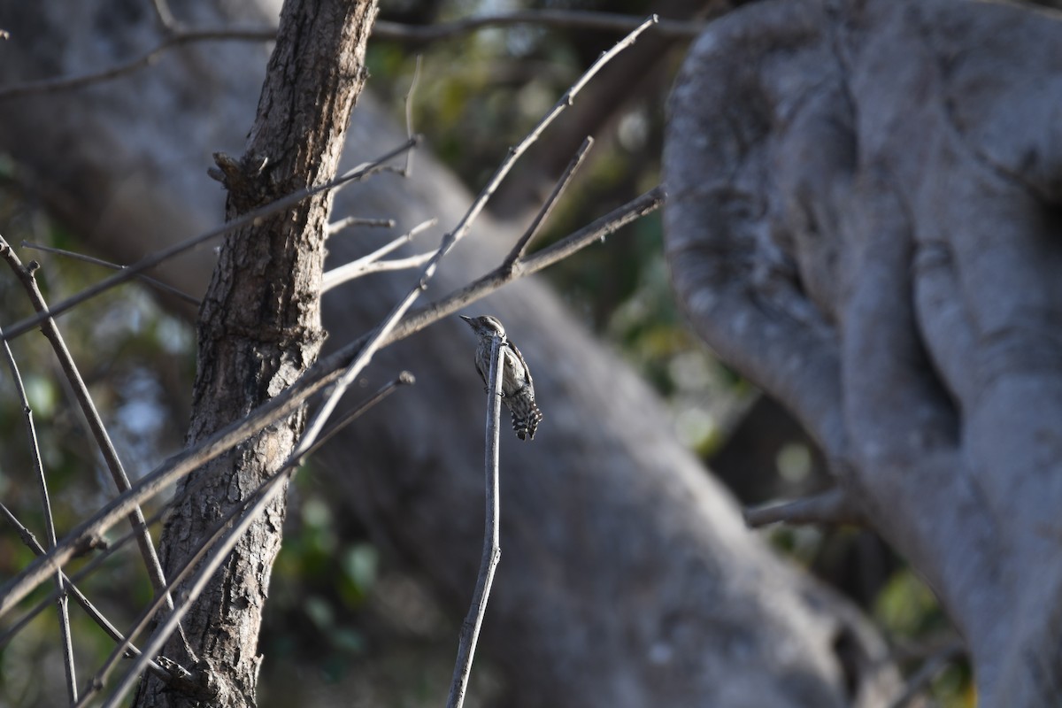 Brown-capped Pygmy Woodpecker - ML615947692