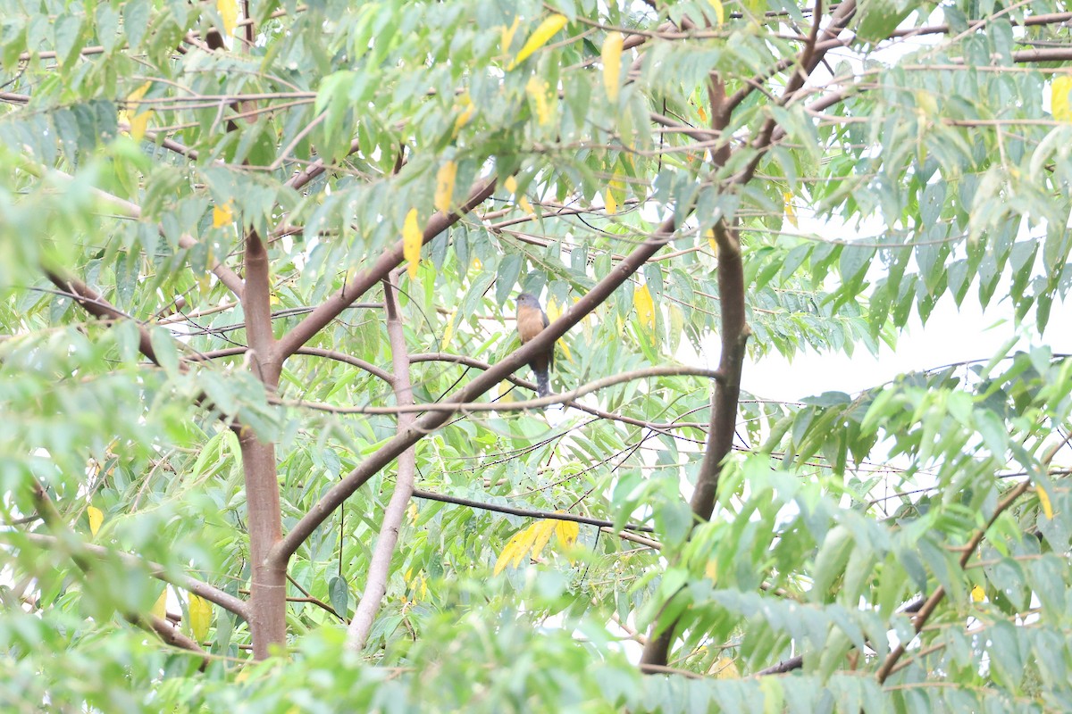Brush Cuckoo (Sunda) - ML615947915