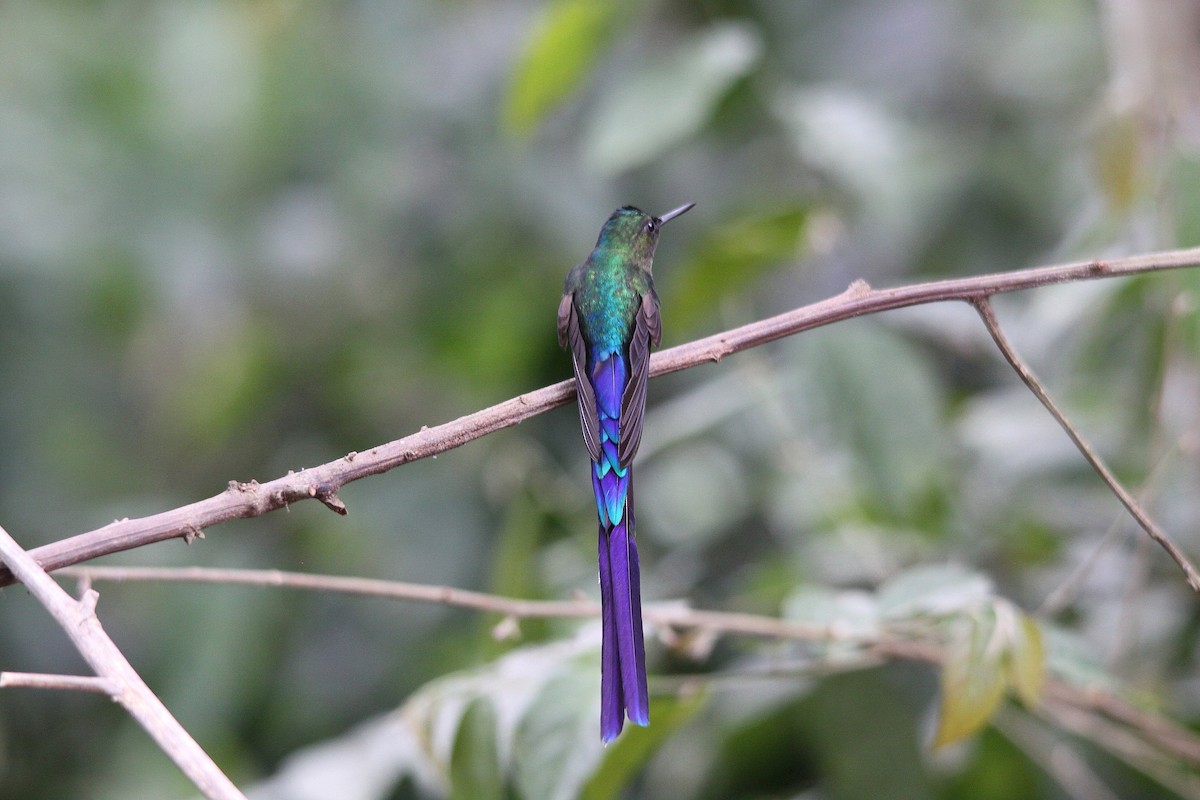 Violet-tailed Sylph - ML615947955