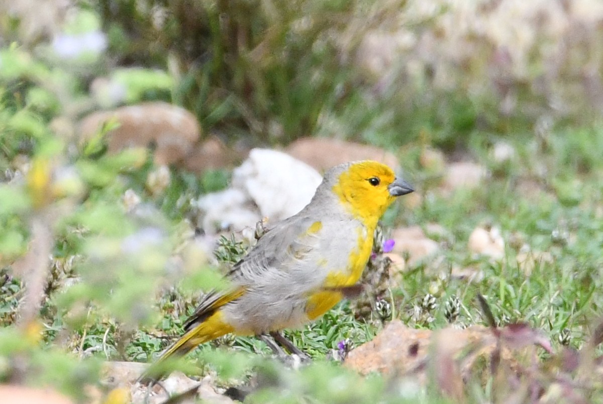 Citron-headed Yellow-Finch - Juan Francisco Arrachea